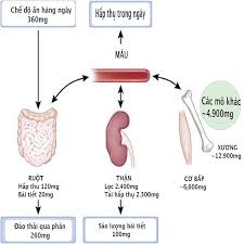 Sản phẩm bài tiết của thận là gì. Tháº­n Vá»‹ Tri Cáº¥u Táº¡o Chá»©c NÄƒng Va Cac Bá»‡nh ThÆ°á»ng Gáº·p