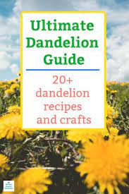 Ultimate Dandelion Guide 20 Dandelion Recipes And Dandelion Crafts Dandelion Recipes Summer Fun For Kids Gardening For Kids