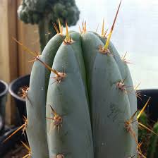 If you have a greenhouse or heating arrangement you can sow at the. Trichocereus Peruvianus Sharxx Blue Trichocereus Sharxx Blue In Gardentags Plant Encyclopedia