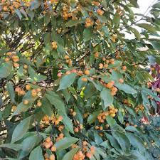 Image result for Sporobolus myrianthus