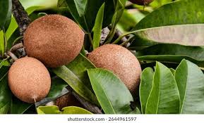 Image result for Manilkara zapota