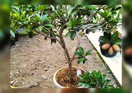 Bisanya buah mulai tumbuh pada umur 20 hari setelah tanaman melon ini ditanam. Cara Menanam Buah Sawo Dalam Pot Kampustani Com