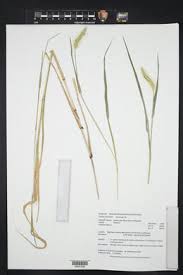 Image result for Setaria longiseta