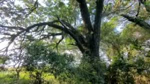 Image result for Newtonia hildebrandtii