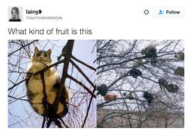 29 Pictures To Help You Forget About The Shitshow That Is 2016 Animal Memes Cute Animal Memes Funny Animals