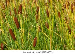 Image result for Typha capensis
