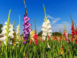 Devono stare sempre al sole e. Fiori Profumatissimi Profumati Fiori Primaverili Qui Potrete Conoscere I Fiori Un Incredibile Varieta Che Spazia Da Semplici Roselline Di Bosco A Informacao8