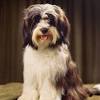 These dogs are known to be highly intelligent and make excellent companions. 1