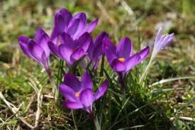 Krokusse werden am einfachsten gepflanzt, in dem die knollen ins beet, den rasen oder die wiese gesetzt werden. Krokus Pflanzen Wachstum Anlegen Saen Ernten