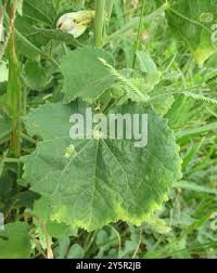 Image result for Pavonia senegalensis