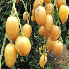 Image result for Clausena lansium