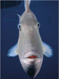 O Peixe Porco Uma Especie Muito Comum E Extremamente Temeraria Nao Download Scientific Diagram