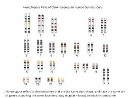 Secondly, why are chromosomes homologous? Ppt Homologous Pairs Of Chromosomes In Human Somatic Cells Powerpoint Presentation Id 2151504