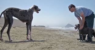 Pin On Dachs And Danes