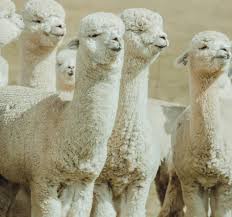 Image result for llama