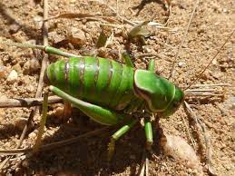 Mormon Cricket? - Anabrus simplex - BugGuide.Net