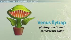 Venus Flytrap Habitat Diet Adaptations