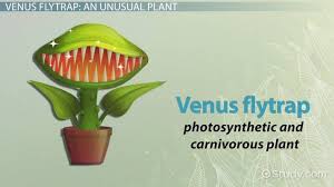 venus flytrap habitat diet adaptations