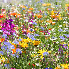 Bouquet de fleurs séchées, bouquet nuptial, bouquet de mariage, fleurs sèches tous peuvent varier légèrement en taille : Comment Decorer L Interieur Et Vegetaliser La Maison Conseil Jardin