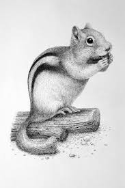 774x608 basic drawing tools you need for your drawings. 85 Simple And Easy Pencil Drawings Of Animals For Every Beginner