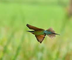 Image result for Philenoptera bussei