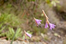 Image result for Dierama cupuliflorum