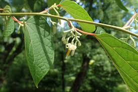 Image result for Alangium chinense