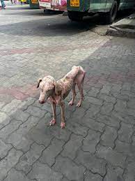 Found in Madurai Mattuthavani bus stand. I came on a visit to Madurai. Any NGO or rescue people can rescue and treat this dog. Location: Madurai | Facebook