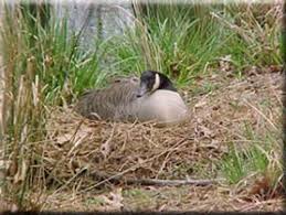 It ends in toronto, canada. Dnr Fish Wildlife Canada Geese Behavior Biology