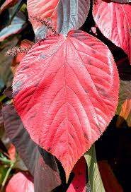 Image result for Acalypha paucifolia