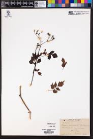 Image result for Cissus cucumerifolia