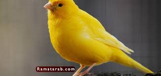 صور كناري انواع طيور الكناري رمسة عرب