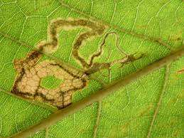 Image result for Stigmella samiatella