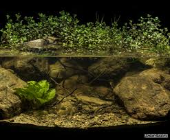 Biotope Aquarium Upper Reaches Of The Brisbane River Ipswich Queensland Australia Hewan