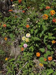 Image result for Lantana ukambensis