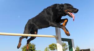 Maybe you would like to learn more about one of these? 5 Things To Know About Beaucerons