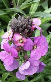 Image result for Eriospermum seineri
