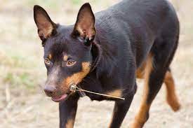 Is It Safe For Dogs To Chew On Sticks And Rocks American Kennel Club