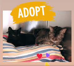 Providing the best quality of care, advocacy and shelter for lost and ho. Both Are Ready For Adoption Animal Shelter Services Wags Pet Adoption In Westminster Ca