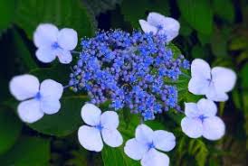 This is an example of a soft coloured hydrangeas growing along the top and threw a white picket fence. Do Hydrangeas Feed The Bees Green Garden Buzz