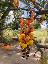 Image result for Cassia grandis