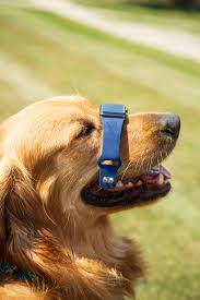 Custom Golden Retriever Watch Band In 2020 International Dog Day Golden Retriever Golden Retriever Puppy