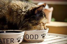 The 10 Healthiest Cat Food Options To Dish Out On A Budget Healthy Cat Food Cat Food Best Cat Food