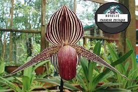 Bunga anggrek vanda merupakan jenis bunga anggrek yang mempunyai perbedaan cara perawatan dengan bunga anggrek yang lain. Orkid Kinabalu Orkid Paling Laman Pdkgjawa Bayanbaru Facebook