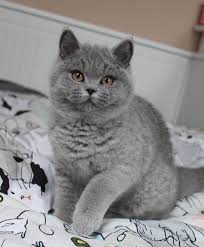 Merve Atalay Tarafindan Cats Panosundaki Yavru Kediler Goruntusu Kedi Hayvan