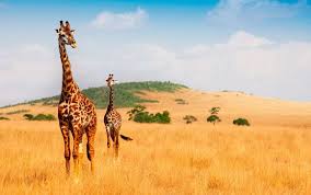Die wiege der menschheit wartet mit weiten savannen, riesigen tierherden sowie stolzen, traditionsbewussten völkern auf euch. Luxus In Kenia Safari Mit Auto Heissluftballonfahrt Und Aufenthalt Am Strand Nairobi Bis Zu 70 Voyage Prive