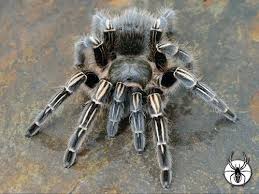 Image result for Aneilema spekei