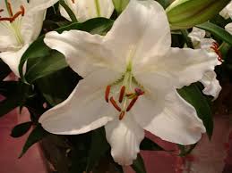Hoy en día los híbridos de algunas especies de plantas como las orquídeas, se producen en masa ya que generan flores vistosas lo que los hace muy. Planta De Flores Grandes Blancas Y Muy Olorosas