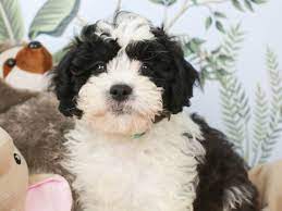 Maybe you would like to learn more about one of these? Maltese Shih Tzu Poodle Mix Black And White Novocom Top