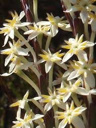 Image result for Struthiola